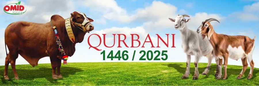 Omid Qurbani 2025