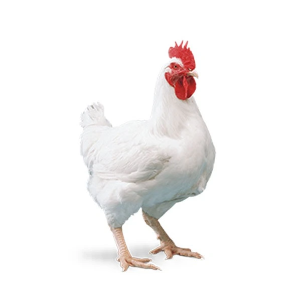 CHICKEN LIVE 1.3KG PRICE