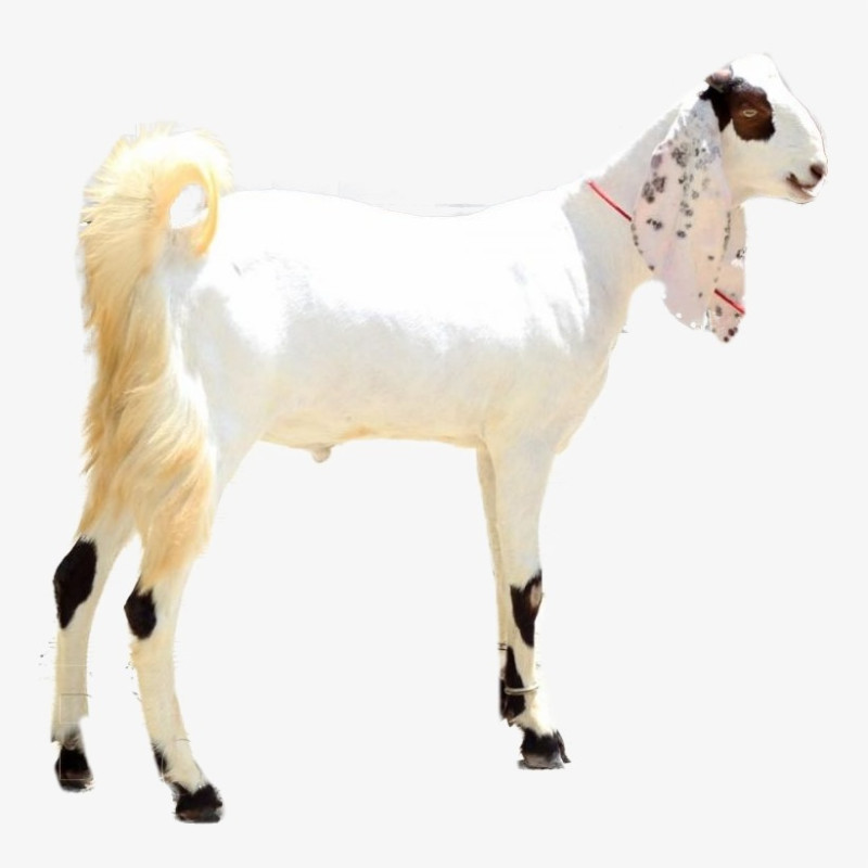 GOAT (12 TO 14KG NET WEIGHT)