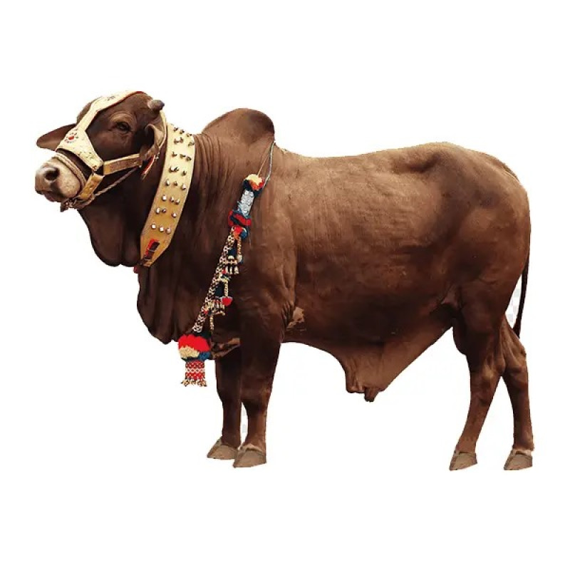 COW SHARE (14 TO 15KG NET WEIGHT)