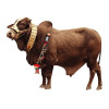 COW SHARE (14 TO 15KG NET WEIGHT)